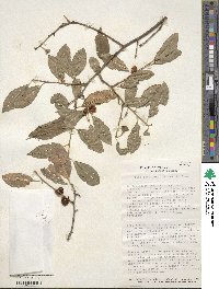 Ilex laevigata image