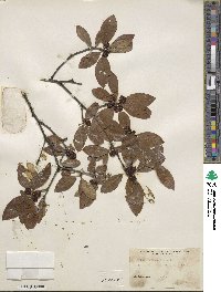 Ilex laevigata image