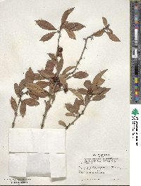 Ilex laevigata image