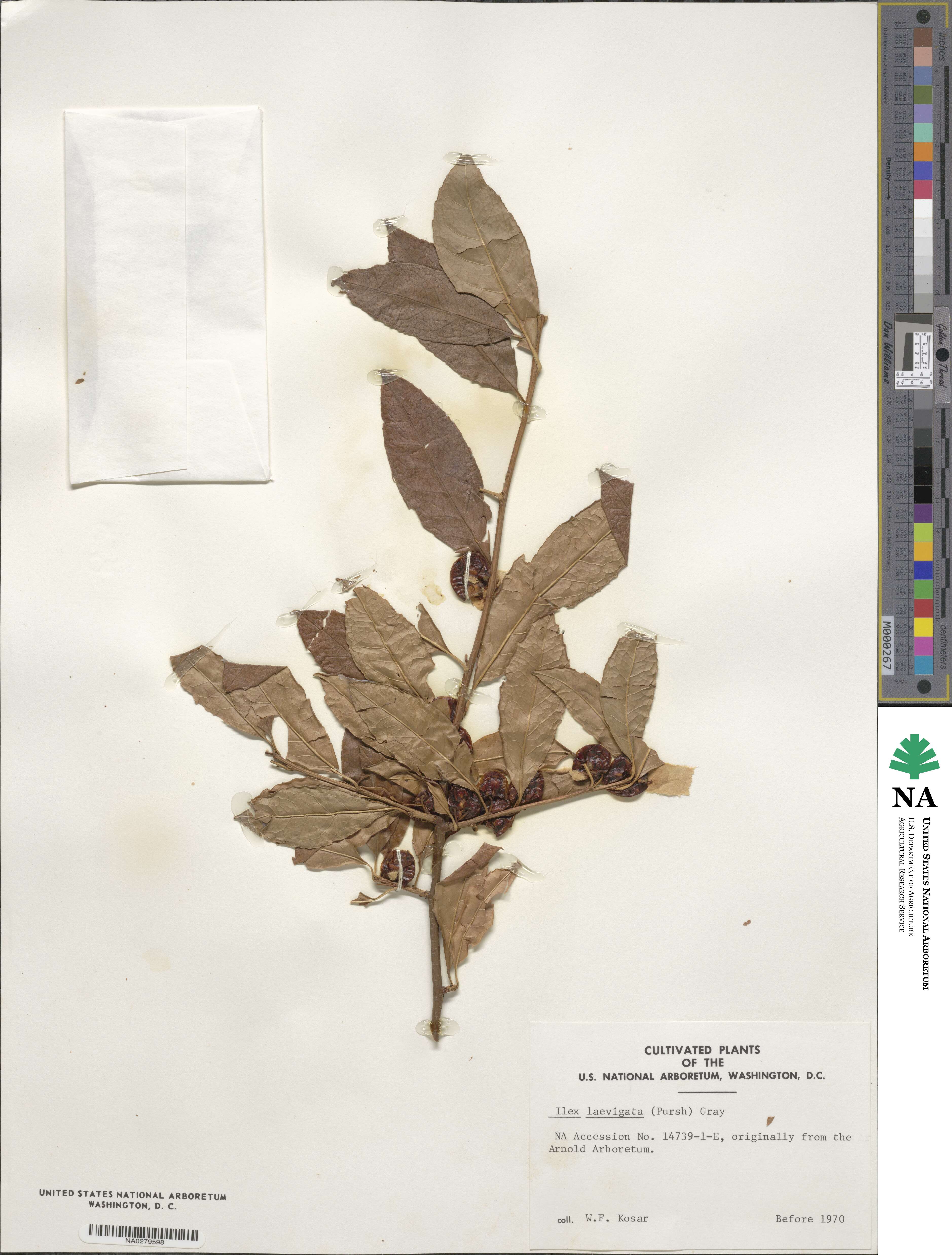 Ilex laevigata image