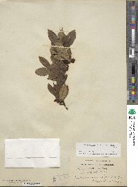 Ilex laevigata image