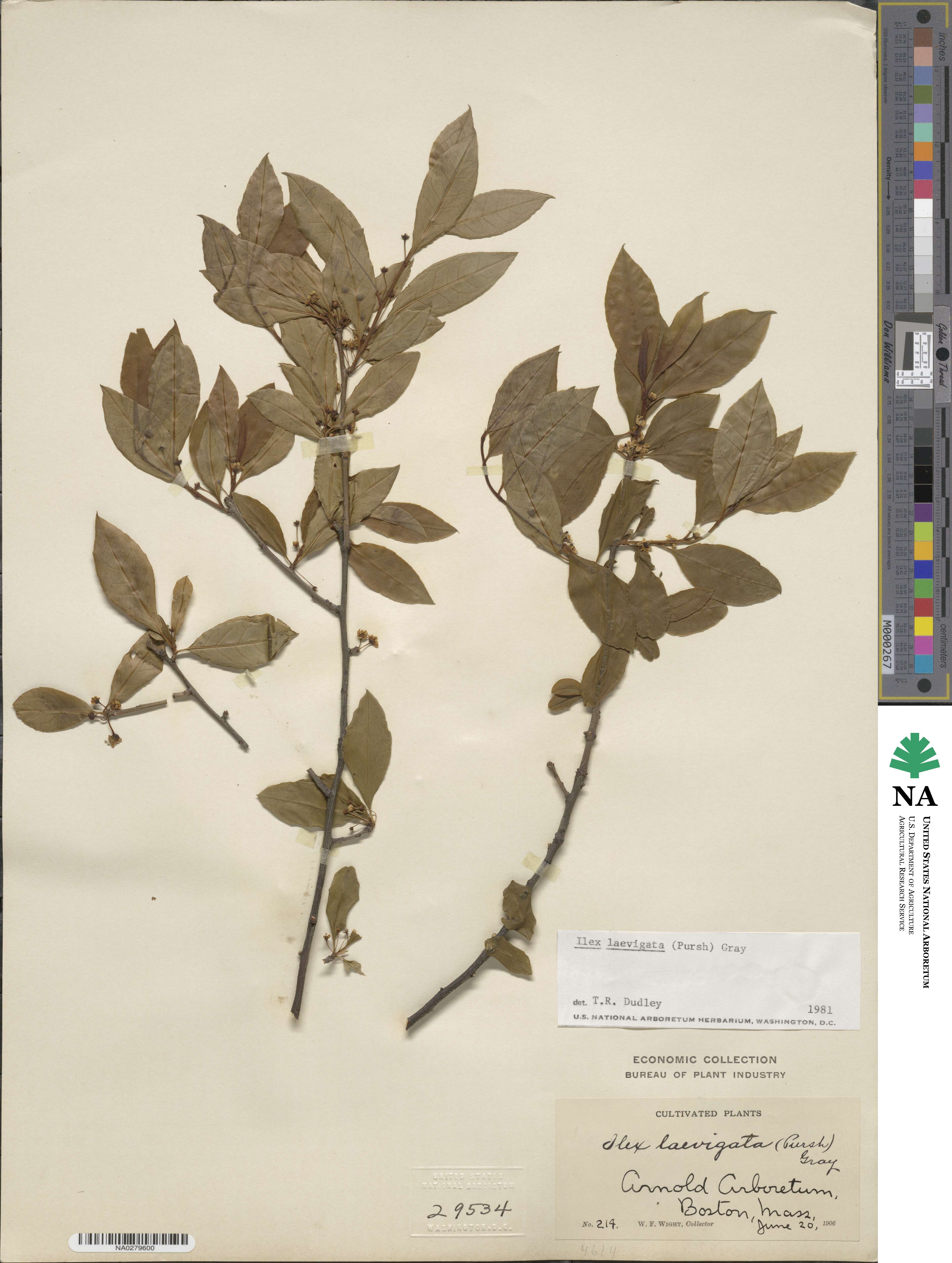 Ilex laevigata image