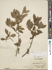 Ilex laevigata image