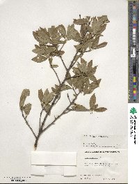 Ilex laevigata image