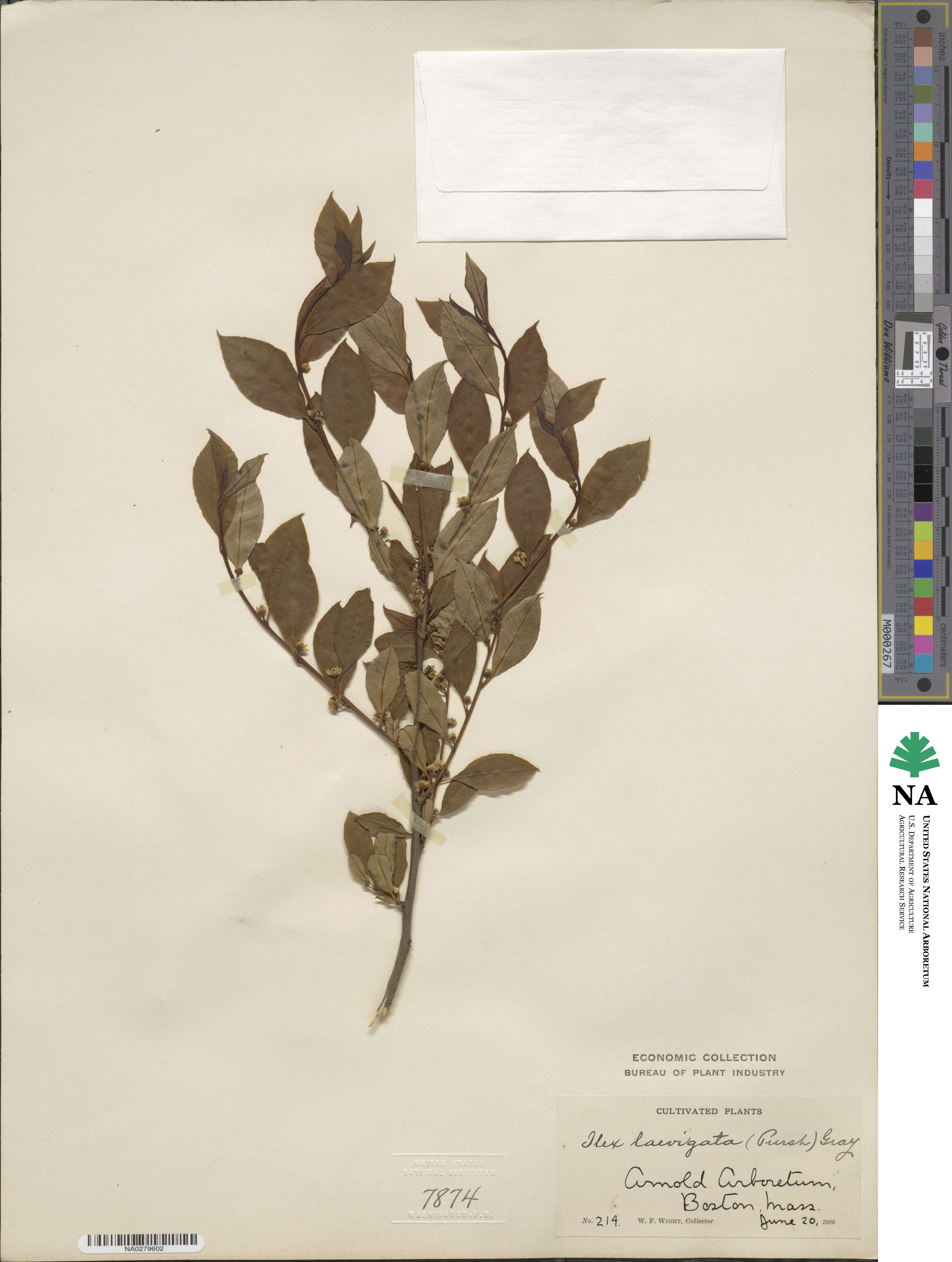 Ilex laevigata image