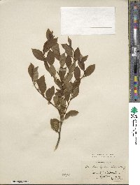 Ilex laevigata image