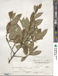 Ilex laevigata image