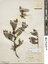 Ilex laevigata image