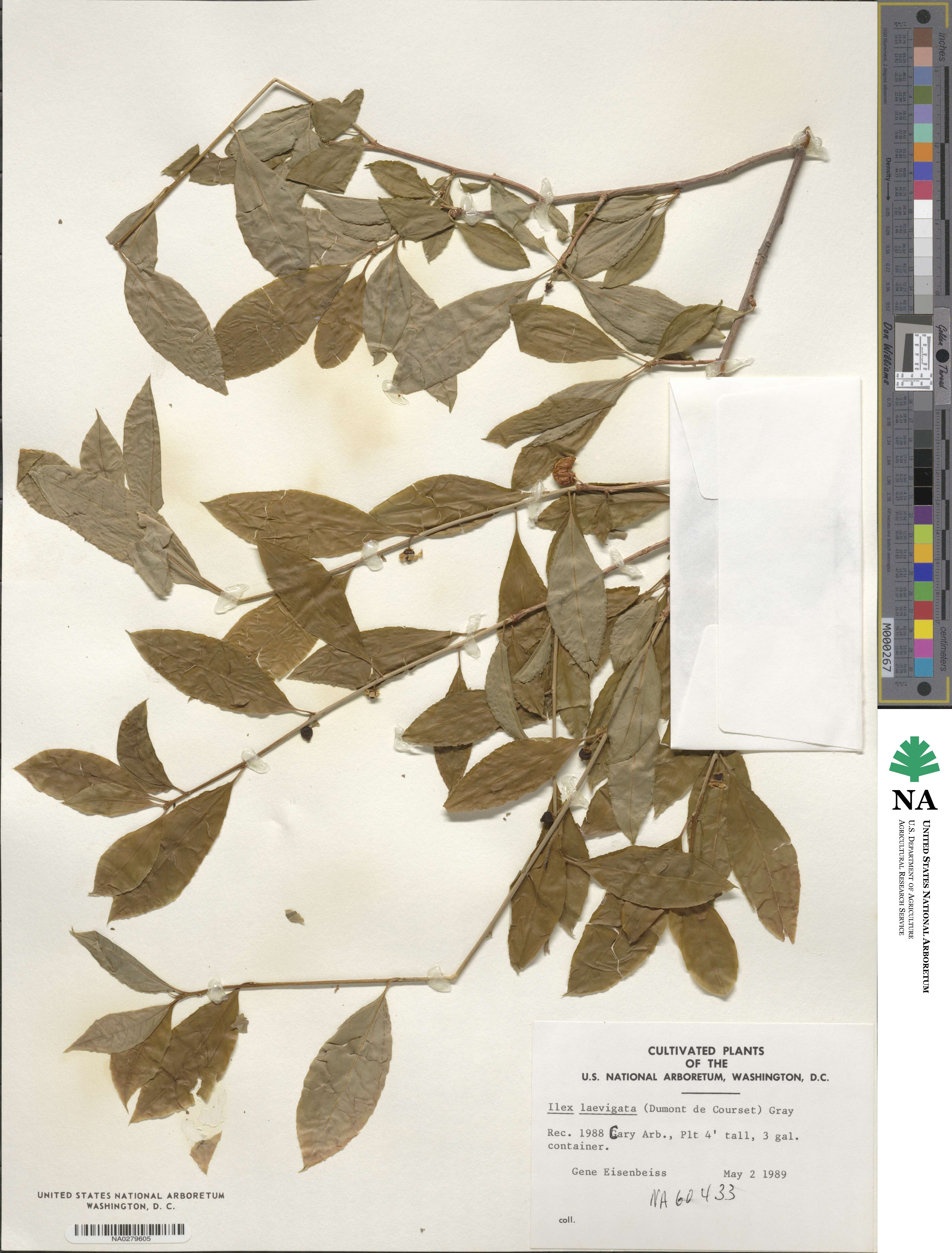 Ilex laevigata image