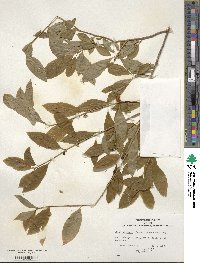 Ilex laevigata image