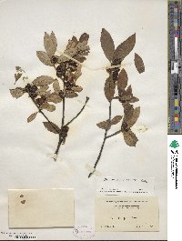 Ilex laevigata image