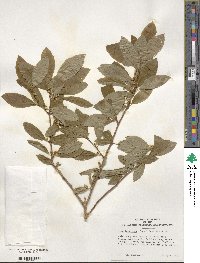 Ilex laevigata image