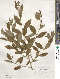 Ilex laevigata image