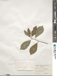 Ilex laevigata image