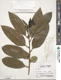 Ilex latifolia image