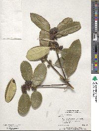 Ilex latifolia image