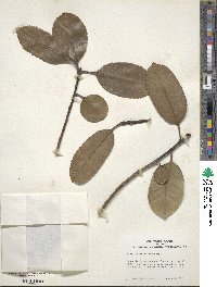 Ilex latifolia image