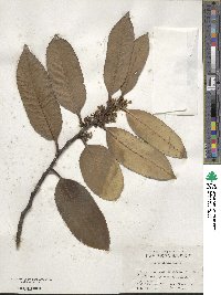 Ilex latifolia image