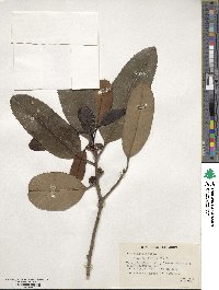 Ilex latifolia image