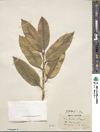 Ilex latifolia image