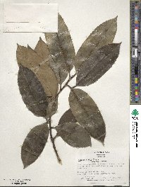 Ilex latifolia image