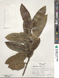 Ilex latifolia image