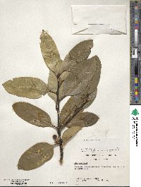 Ilex latifolia image