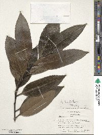 Ilex latifolia image