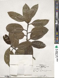 Ilex latifolia image