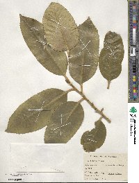 Ilex latifolia image