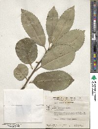 Ilex latifolia image