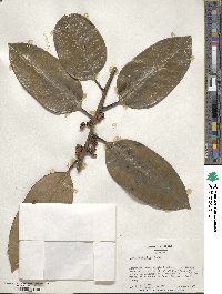 Ilex latifolia image