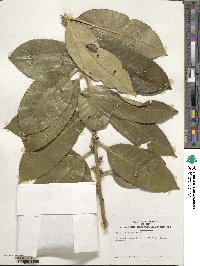 Ilex latifolia image