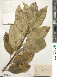 Ilex latifolia image