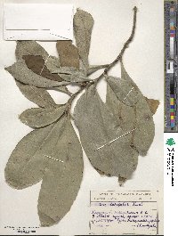 Ilex latifolia image