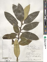 Ilex latifolia image