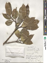 Ilex latifolia image