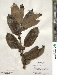 Ilex latifolia image