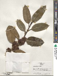 Ilex latifolia image