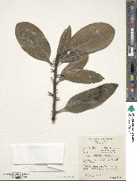 Ilex latifolia image