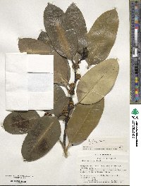 Ilex latifolia image