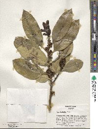 Ilex latifolia image