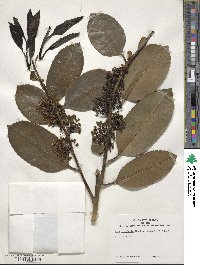 Ilex latifolia image