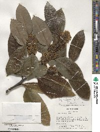 Ilex latifolia image