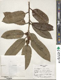 Ilex latifolia image