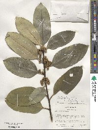 Ilex latifolia image