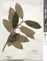 Ilex latifolia image