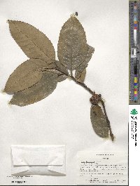 Ilex latifolia image