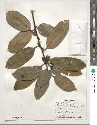 Ilex latifolia image