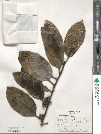 Ilex latifolia image